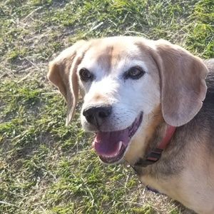 Meet your Canadian Posher, Molly